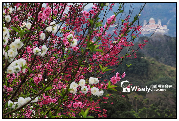 【遊記】台北市。文山區：老泉街45巷＠政大後山杏花林＆阿桃草仔粿，含交通指南