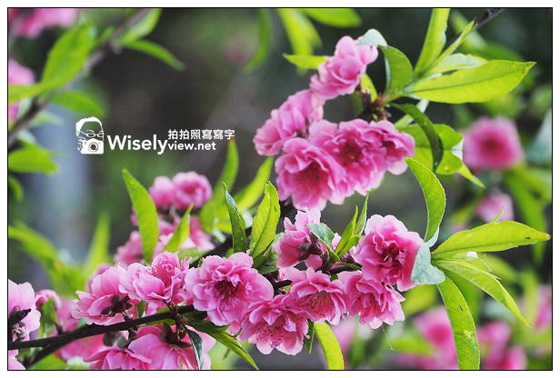 【遊記】台北市。文山區：老泉街45巷＠政大後山杏花林＆阿桃草仔粿，含交通指南