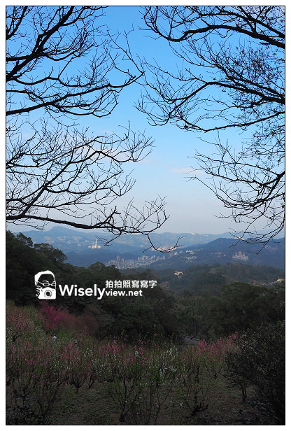 【遊記】台北市。文山區：老泉街45巷＠政大後山杏花林＆阿桃草仔粿，含交通指南