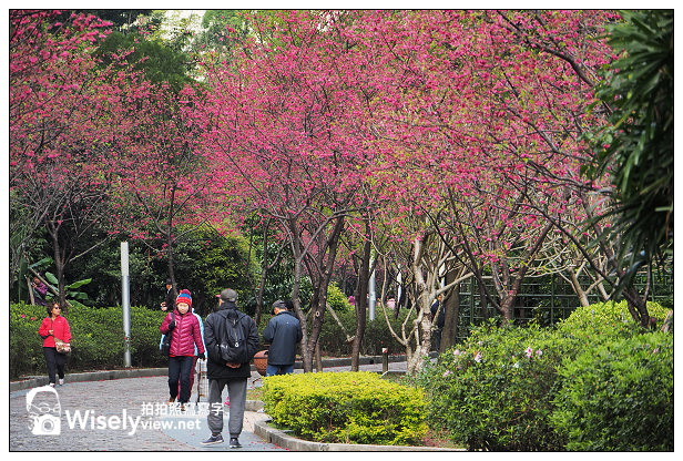 【遊記】台北市。中正區：2014中正紀念堂(櫻花步道)＠八重櫻尾聲剩五成左右 @WISELY's 拍拍照寫寫字