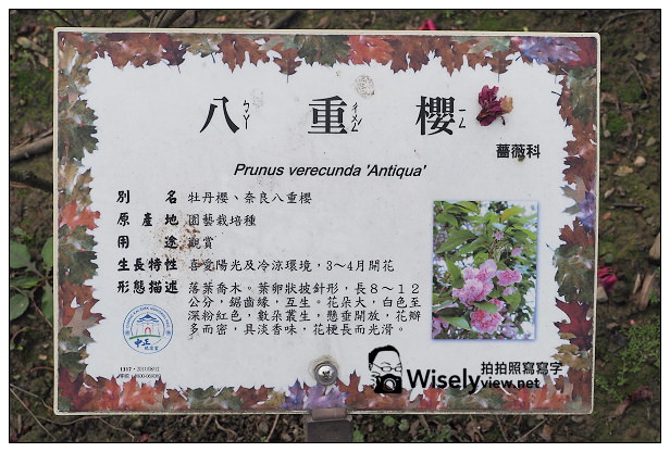 【遊記】台北市。中正區：2014中正紀念堂(櫻花步道)＠八重櫻尾聲剩五成左右