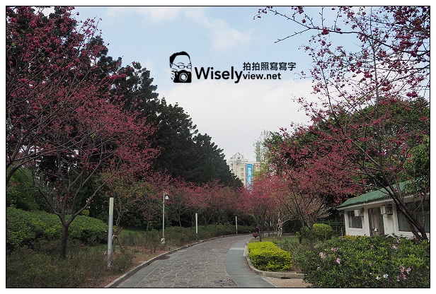 【遊記】台北市。中正區：2014中正紀念堂(櫻花步道)＠八重櫻尾聲剩五成左右