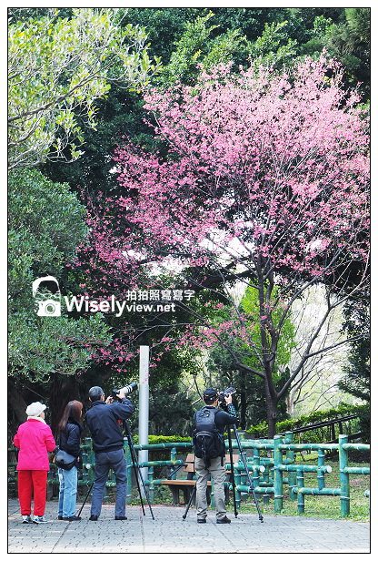 【遊記】台北市。中正區：2014中正紀念堂(櫻花步道)＠八重櫻尾聲剩五成左右