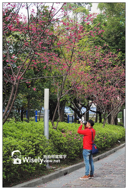 【遊記】台北市。中正區：2014中正紀念堂(櫻花步道)＠八重櫻尾聲剩五成左右