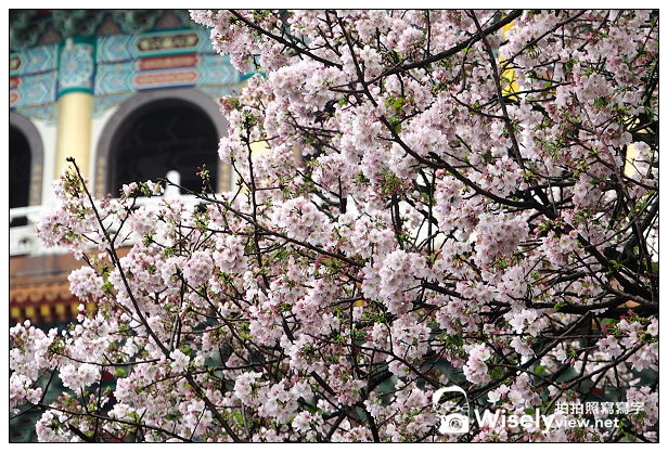 【遊記】新北市。淡水區：2014無極天元宮賞櫻(3/10花況) & 香港梁記燒臘食記