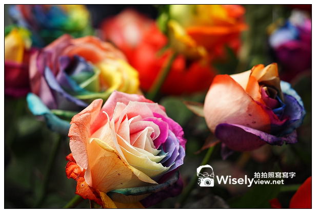 【遊記】台北市。士林區：士林官邸玫瑰花季＠彩虹玫瑰，三杯三怪媽媽小廚＠士林夜市