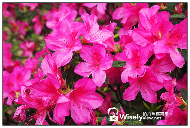 【遊記】台北市。中正區:2014台大杜鵑花節隨拍(3/16花況),韓客御廚食記@公館商圈 【遊記】台北市。中正區:2014台大杜鵑花節隨拍(3/16花況),韓客御廚食記@公館商圈