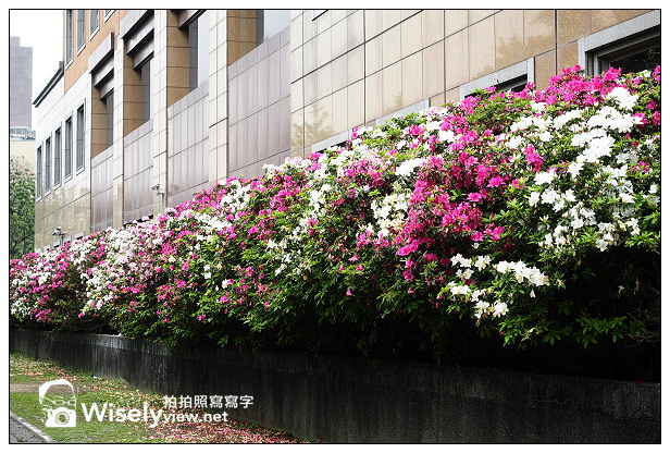 【遊記】台北市。中正區:2014台大杜鵑花節隨拍(3/16花況),韓客御廚食記@公館商圈 【遊記】台北市。中正區:2014台大杜鵑花節隨拍(3/16花況),韓客御廚食記@公館商圈