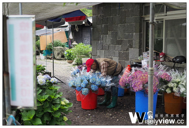 【遊記】台北市。北投區：2014陽明山竹子湖繡球花季＠大賞園繡球花～含交通資訊