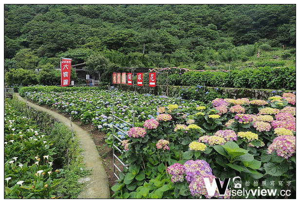 【遊記】台北市。北投區：2014陽明山竹子湖繡球花季＠大賞園繡球花～含交通資訊