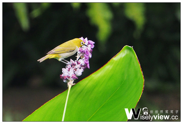 【分享】3C。SP廣穎電通：Superior UHS-1 SDXC SD記憶卡＠64GB R/W 85/40