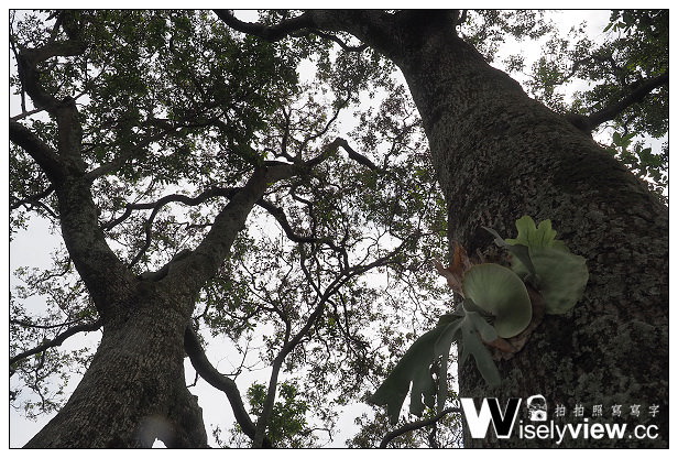 【遊記】台北市。內湖區：碧山巖風景區＠白石湖吊橋、鐵砲百合、穠舍田園咖啡、內湖101景觀茶棧～周休二日景點