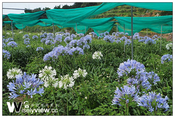 【遊記】新北市。三芝區：番婆林休閒農場(愛情花)、番婆林巨無霸牛排＠周休二日好去處