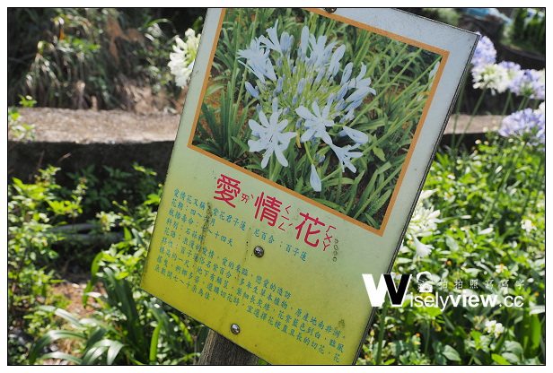 【遊記】新北市。三芝區：番婆林休閒農場(愛情花)、番婆林巨無霸牛排＠周休二日好去處