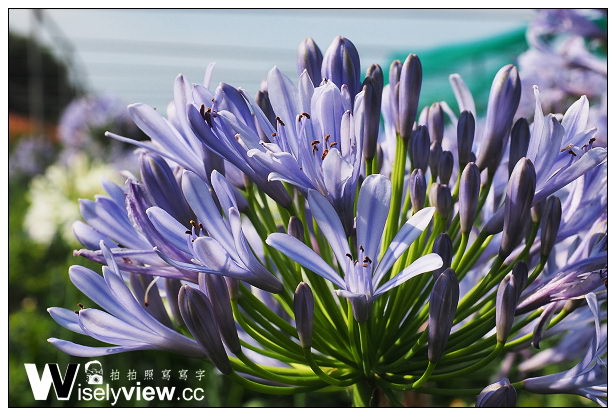 【遊記】新北市。三芝區：番婆林休閒農場(愛情花)、番婆林巨無霸牛排＠周休二日好去處