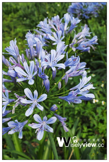 【遊記】新北市。三芝區：番婆林休閒農場(愛情花)、番婆林巨無霸牛排＠周休二日好去處