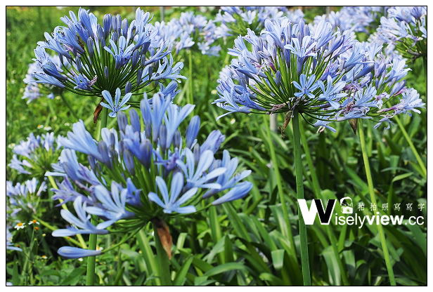 【遊記】新北市。三芝區：番婆林休閒農場(愛情花)、番婆林巨無霸牛排＠周休二日好去處