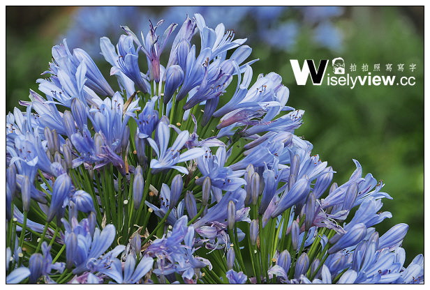 【遊記】新北市。三芝區：番婆林休閒農場(愛情花)、番婆林巨無霸牛排＠周休二日好去處