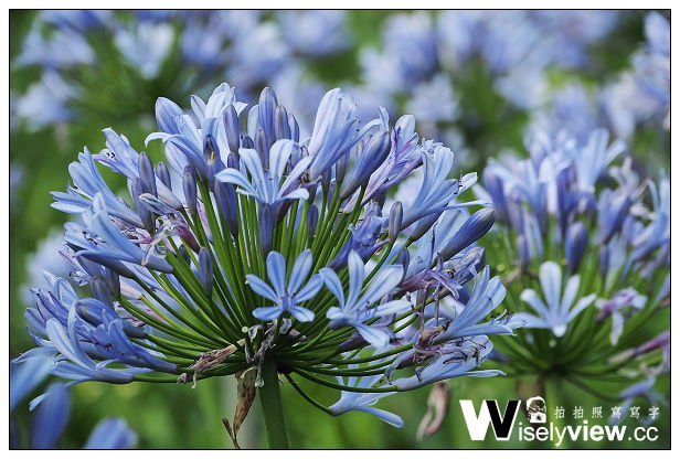 【遊記】新北市。三芝區：番婆林休閒農場(愛情花)、番婆林巨無霸牛排＠周休二日好去處