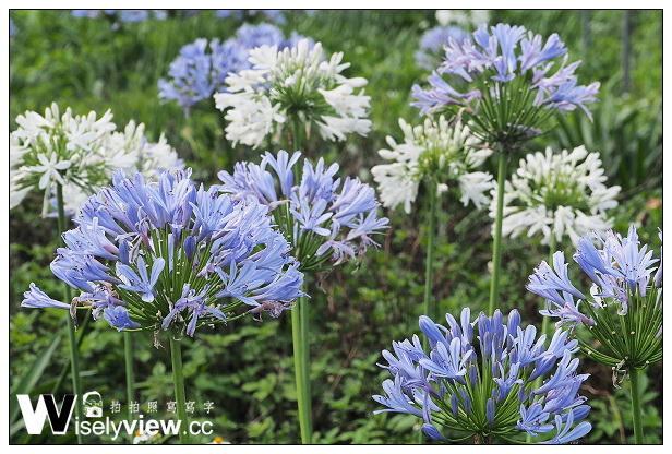 【遊記】新北市。三芝區：番婆林休閒農場(愛情花)、番婆林巨無霸牛排＠周休二日好去處