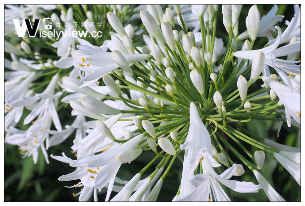 【遊記】新北市。三芝區：番婆林休閒農場(愛情花)、番婆林巨無霸牛排＠周休二日好去處