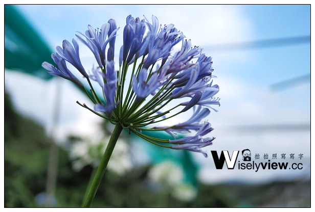 【遊記】新北市。三芝區：番婆林休閒農場(愛情花)、番婆林巨無霸牛排＠周休二日好去處