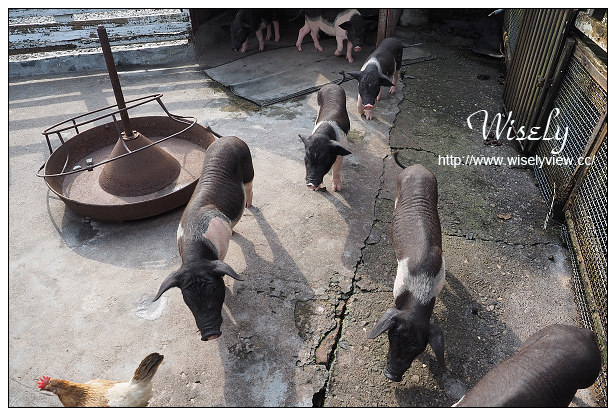 【遊記】宜蘭縣。冬山鄉：觀光工廠＠廣興農場-鴨母寮與豬哥窟，農村懷舊體驗焢窯摸蜆