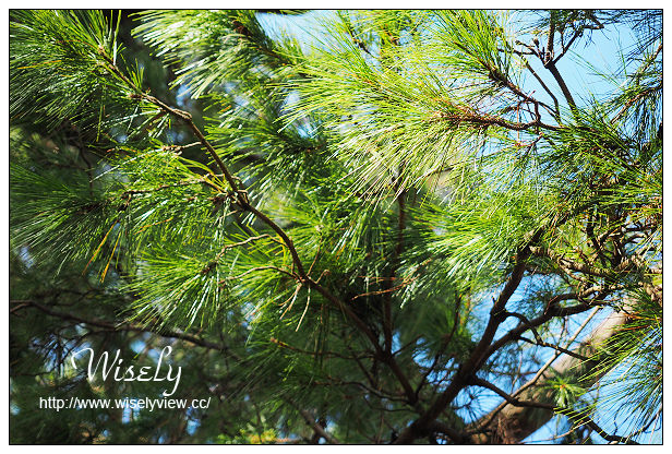 【遊記】花蓮縣。花運市：松園別館、臥松園區＠日式懷舊建築，漫步幽靜老松林間