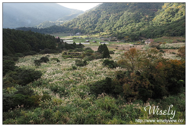 【遊記】台北市。北投區：陽明山芒草景點＠小油坑橋～仰望火山噴氣孔與歐風秋芒景色