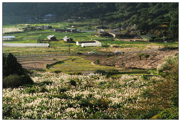 【遊記】台北市。北投區：陽明山芒草景點＠小油坑橋～仰望火山噴氣孔與歐風秋芒景色