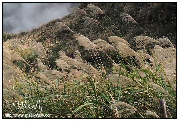 【遊記】台北市。北投區：陽明山芒草景點＠小油坑橋～仰望火山噴氣孔與歐風秋芒景色