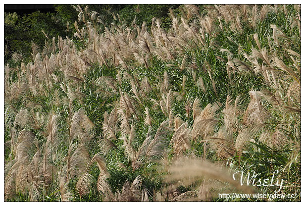 【遊記】台北市。北投區：陽明山芒草景點＠小油坑橋～仰望火山噴氣孔與歐風秋芒景色