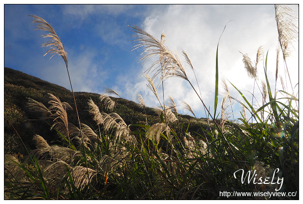 【遊記】台北市。北投區：陽明山芒草景點＠小油坑橋～仰望火山噴氣孔與歐風秋芒景色