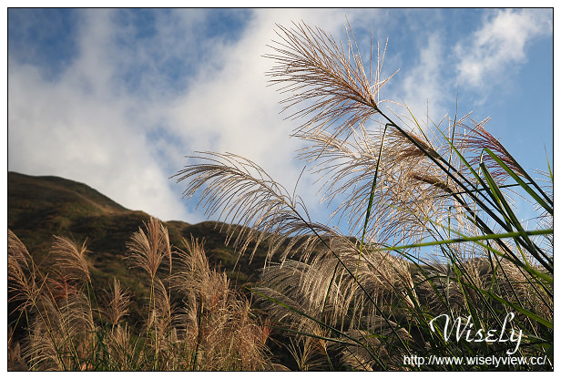 【遊記】台北市。北投區：陽明山芒草景點＠小油坑橋～仰望火山噴氣孔與歐風秋芒景色