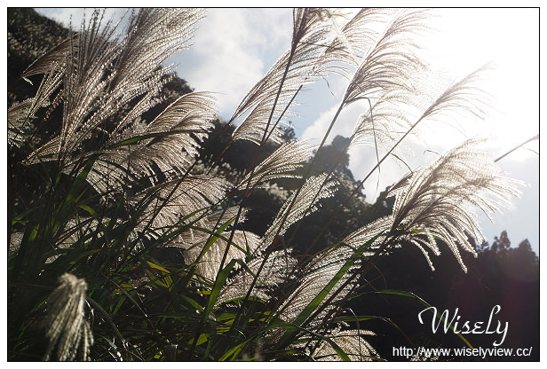 【遊記】台北市。北投區：陽明山芒草景點＠小油坑橋～仰望火山噴氣孔與歐風秋芒景色