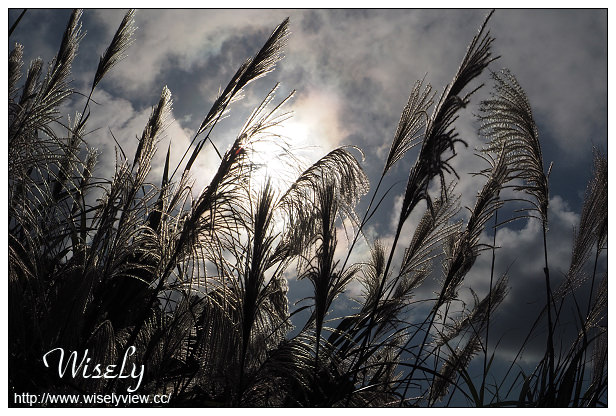 【遊記】台北市。北投區：陽明山芒草景點＠小油坑橋～仰望火山噴氣孔與歐風秋芒景色