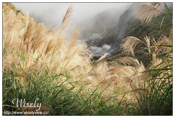 【遊記】台北市。北投區：陽明山芒草景點＠小油坑橋～仰望火山噴氣孔與歐風秋芒景色