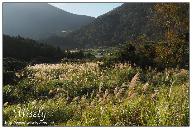 【遊記】台北市。北投區：陽明山芒草景點＠小油坑橋～仰望火山噴氣孔與歐風秋芒景色
