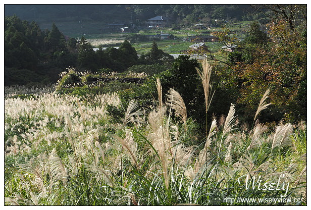 【遊記】台北市。北投區：陽明山芒草景點＠小油坑橋～仰望火山噴氣孔與歐風秋芒景色
