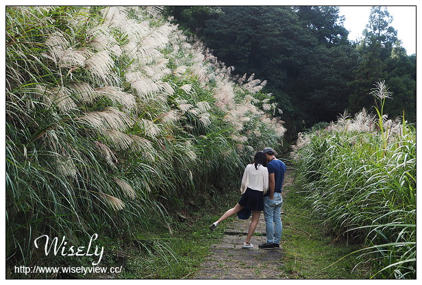 【遊記】台北市。北投區：陽明山芒草景點＠小油坑橋～仰望火山噴氣孔與歐風秋芒景色