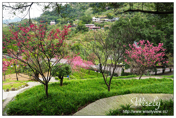 【遊記】台北市。文山區：政大貓空老泉里一日遊@慈音休閒農莊(養生健康素食、山櫻花隨拍)，木柵杏花林(阿桃草仔粿、賞花路線、在地小吃)
