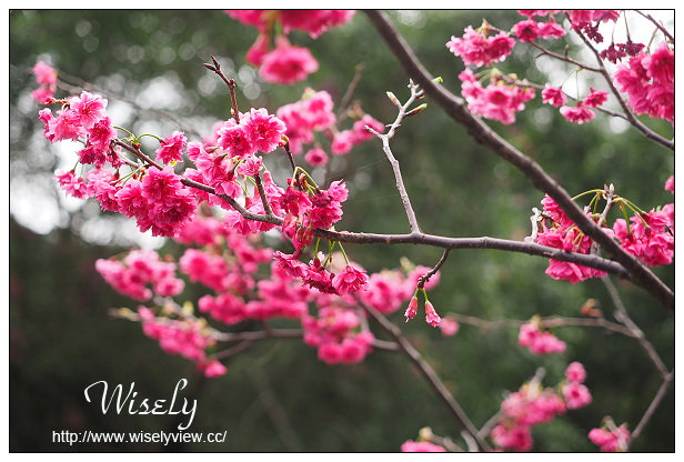 【遊記】台北市。文山區：政大貓空老泉里一日遊@慈音休閒農莊(養生健康素食、山櫻花隨拍)，木柵杏花林(阿桃草仔粿、賞花路線、在地小吃)