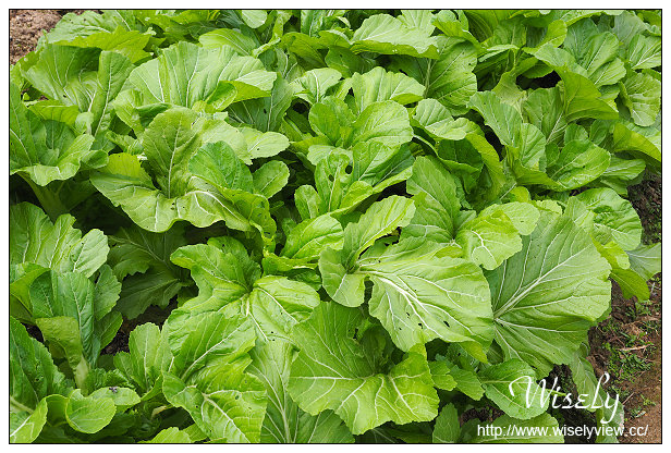 【遊記】台北市。文山區：政大貓空老泉里一日遊@慈音休閒農莊(養生健康素食、山櫻花隨拍)，木柵杏花林(阿桃草仔粿、賞花路線、在地小吃)