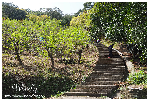 【遊記】台北市。文山區：政大貓空老泉里一日遊@慈音休閒農莊(養生健康素食、山櫻花隨拍)，木柵杏花林(阿桃草仔粿、賞花路線、在地小吃)