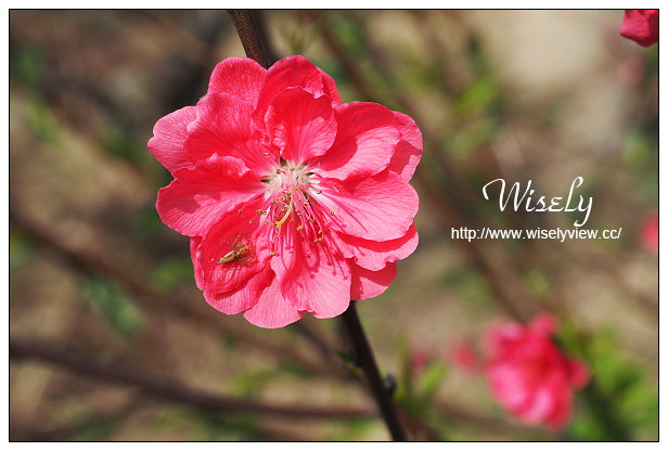 【遊記】台北市。文山區：政大貓空老泉里一日遊@慈音休閒農莊(養生健康素食、山櫻花隨拍)，木柵杏花林(阿桃草仔粿、賞花路線、在地小吃)