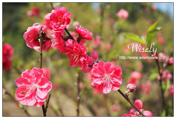 【遊記】台北市。文山區：政大貓空老泉里一日遊@慈音休閒農莊(養生健康素食、山櫻花隨拍)，木柵杏花林(阿桃草仔粿、賞花路線、在地小吃)