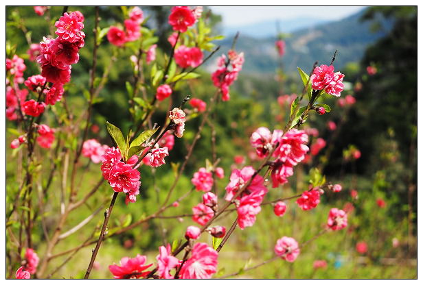 【遊記】台北市。文山區：政大貓空老泉里一日遊@慈音休閒農莊(養生健康素食、山櫻花隨拍)，木柵杏花林(阿桃草仔粿、賞花路線、在地小吃)