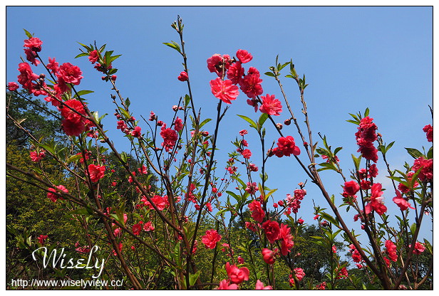 【遊記】台北市。文山區：政大貓空老泉里一日遊@慈音休閒農莊(養生健康素食、山櫻花隨拍)，木柵杏花林(阿桃草仔粿、賞花路線、在地小吃)