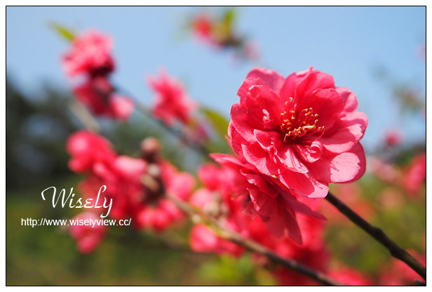 【遊記】台北市。文山區：政大貓空老泉里一日遊@慈音休閒農莊(養生健康素食、山櫻花隨拍)，木柵杏花林(阿桃草仔粿、賞花路線、在地小吃)