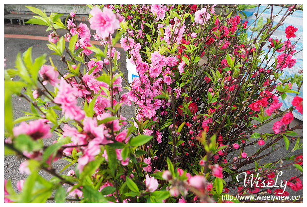 【遊記】台北市。文山區：政大貓空老泉里一日遊@慈音休閒農莊(養生健康素食、山櫻花隨拍)，木柵杏花林(阿桃草仔粿、賞花路線、在地小吃)